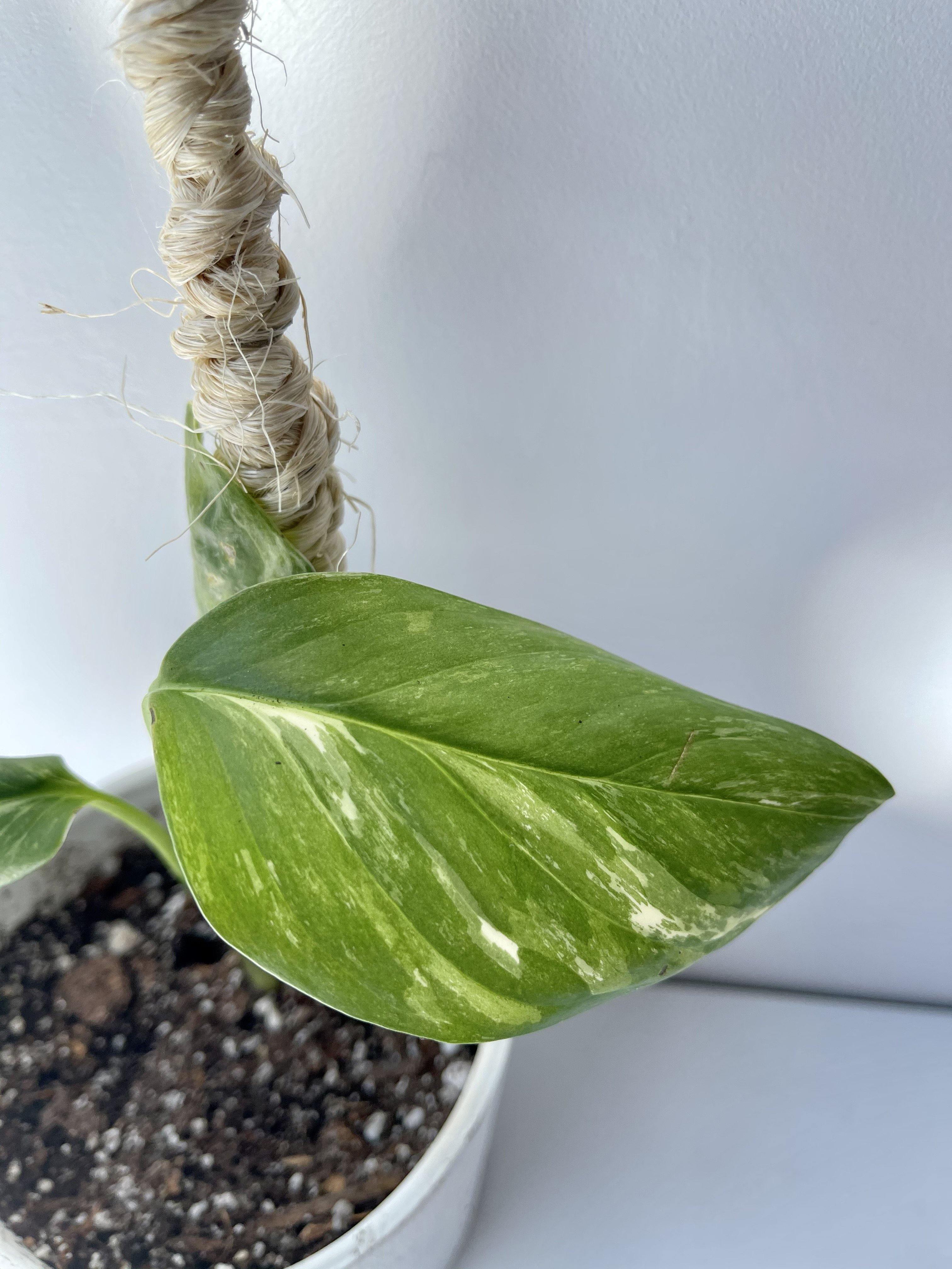 Rare Variegated Monstera Lechleriana - Rare Home Plants