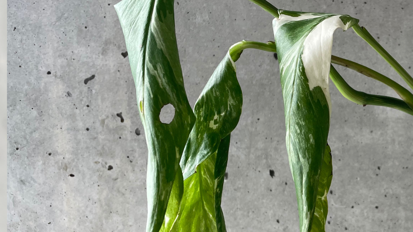 Rare Variegated Monstera Lechleriana - Rare Home Plants