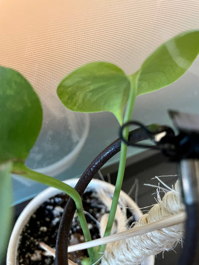 Rare Immature Aurea Variegated Monstera Deliciosa