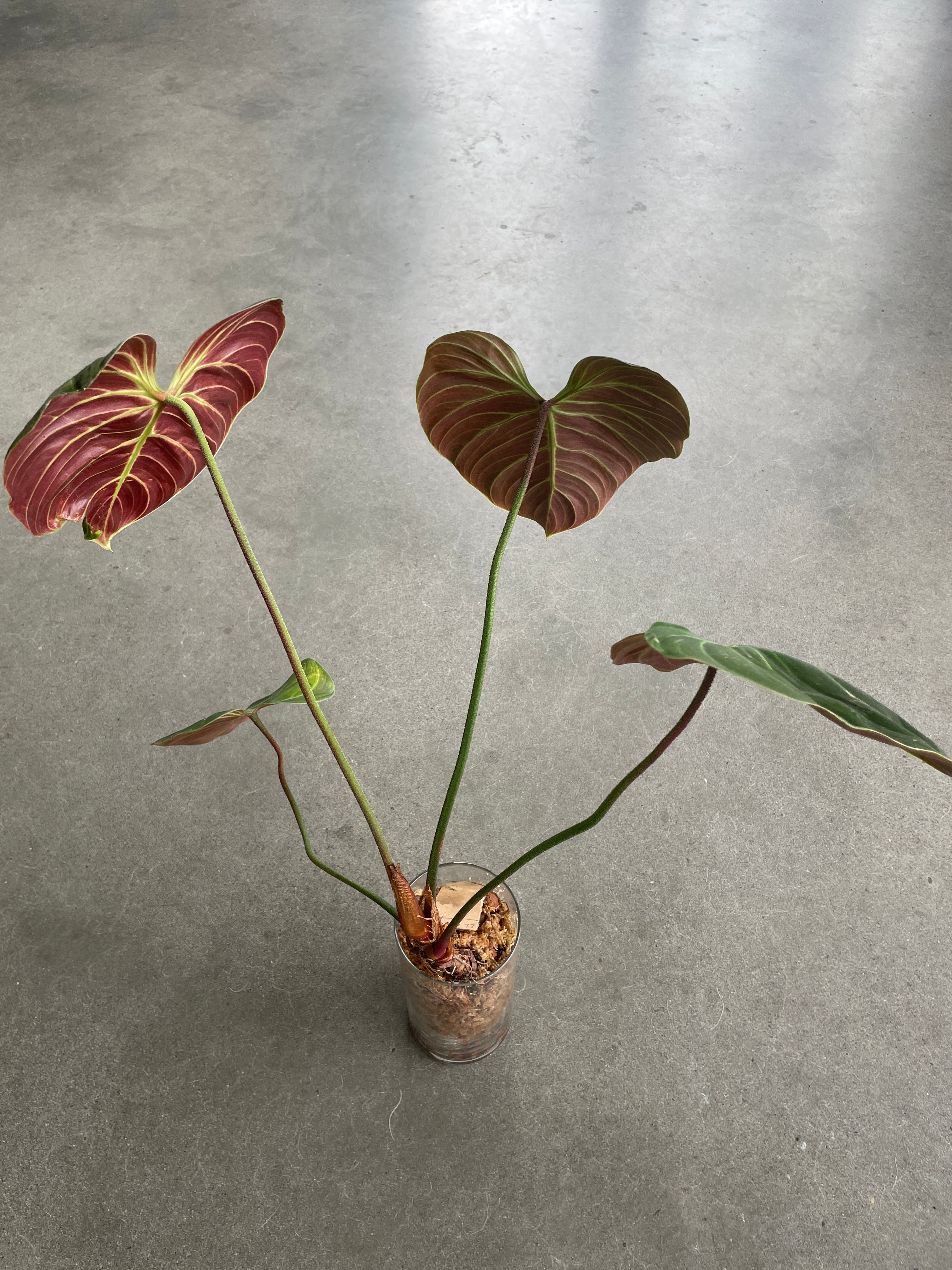 El Choco Red (Philodendron rubrijuvenile, formerly verrucosum) 4in 6in 8in store 10in