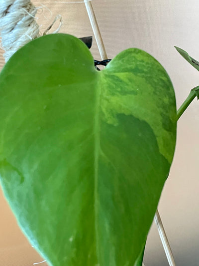 Rare Immature Aurea Variegated Monstera Deliciosa