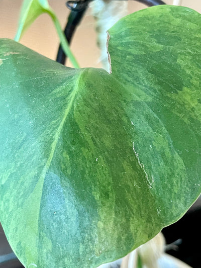 Rare Immature Aurea Variegated Monstera Deliciosa