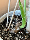 Rare Immature Aurea Variegated Monstera Deliciosa