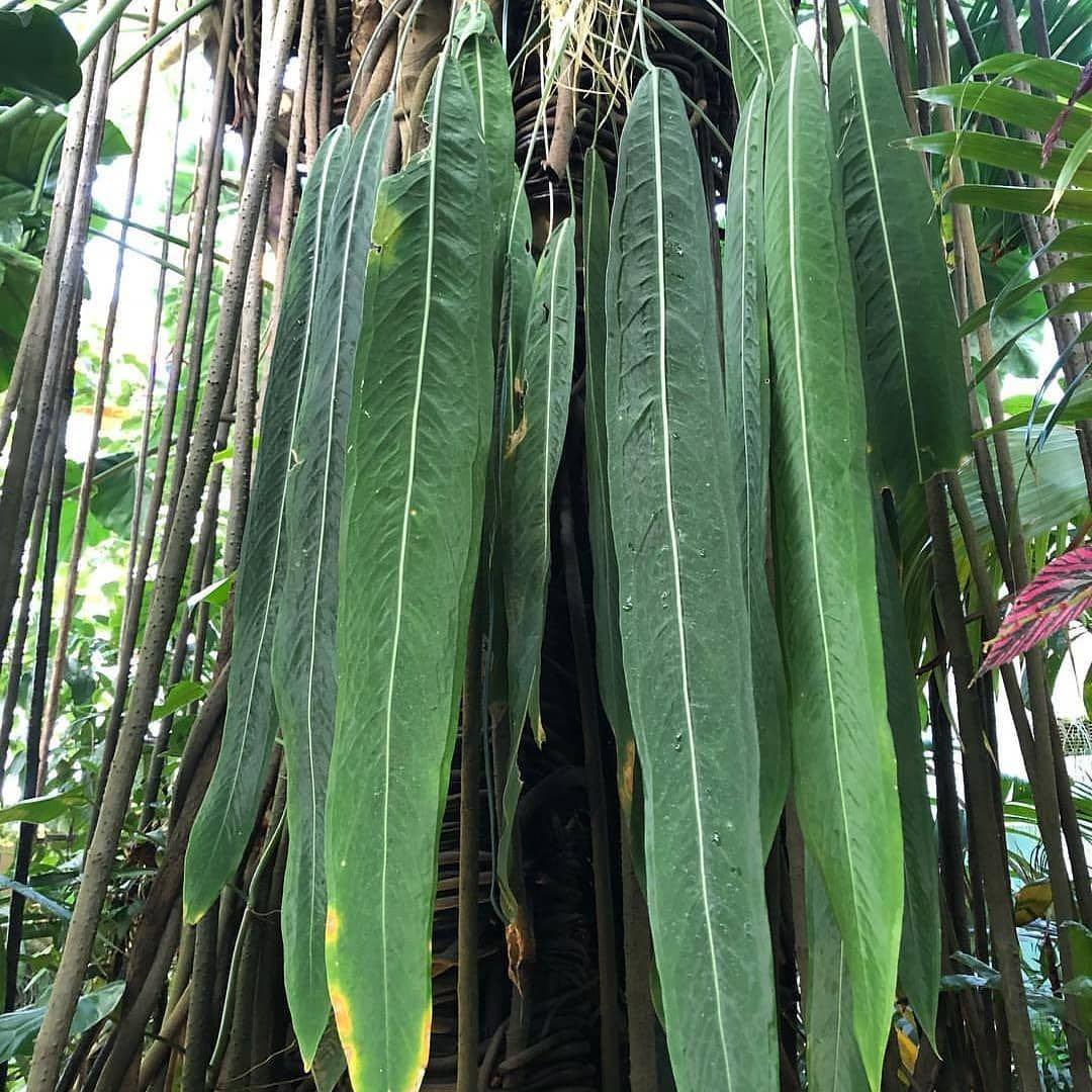 Rare Anthurium newest Pallidiflorum